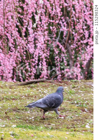 城南宮 115298324