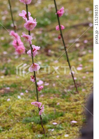 城南宮 城南宮 115298335