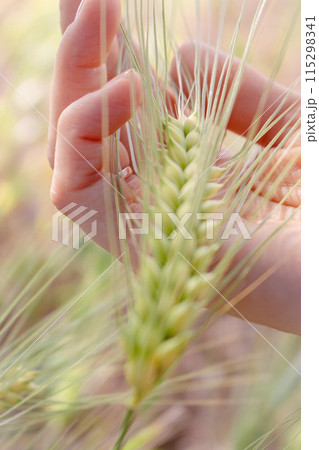 Hand holding wheat ear. Green ear of wheat in woman hands. Summer harvest. Agriculture background. Farmer hands with wheat ears. Farmland concept. Rural scene. Wheat grain in hands, close up. 115298341