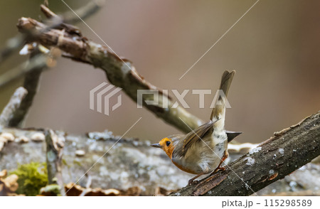 European robin (Erithacus rubecula) sitting on branch  115298589