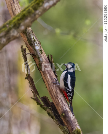 Great spotted woodpecker (Dendrocopos major) looking at camera 115298606