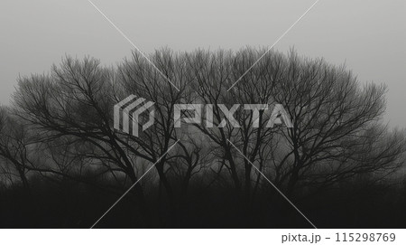 冬の広葉樹：白黒画