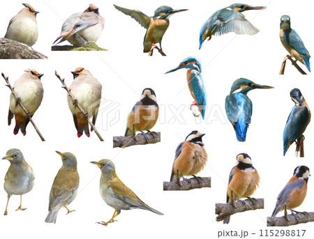 切り抜き素材セットー野鳥7 115298817