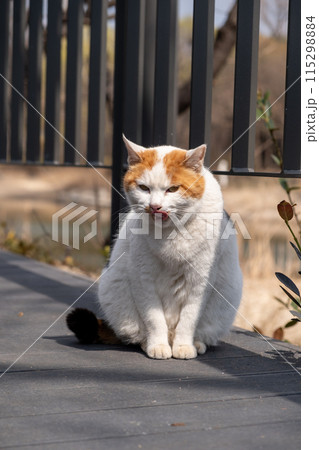 Chubby cat sitting on the floor, Seoul Forest in South Korea 115298884