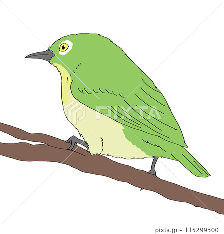 枝とまっているメジロ 115299300