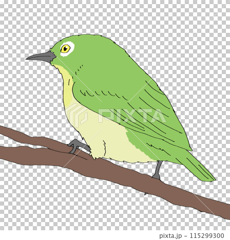 枝とまっているメジロ 115299300