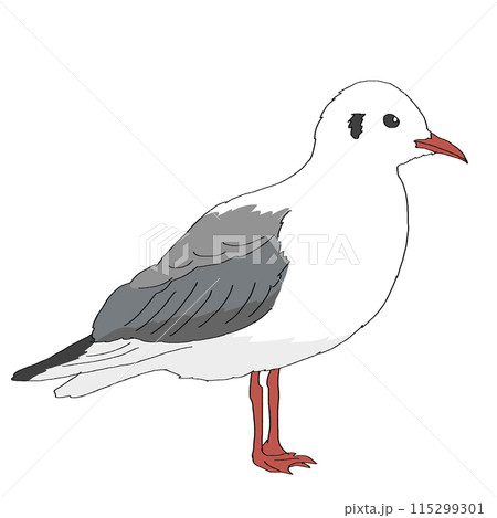 止まって横を向いているカモメ 止まって横を向いているカモメ 115299301