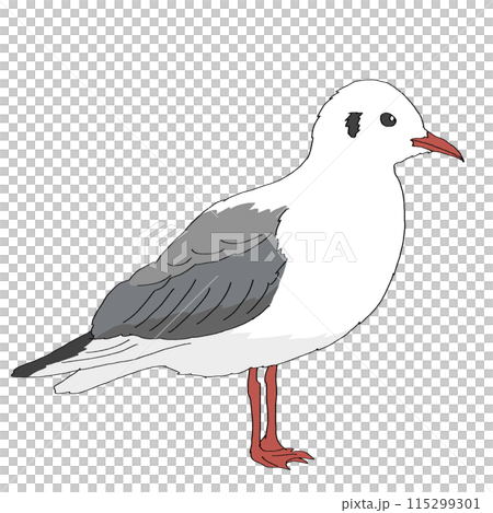 止まって横を向いているカモメ 止まって横を向いているカモメ 115299301