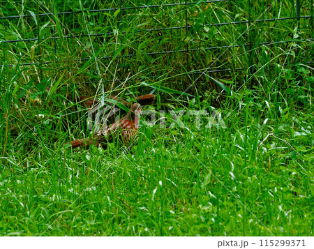 叢で採餌するコジュケイのぺア 叢で採餌するコジュケイのぺア 115299371