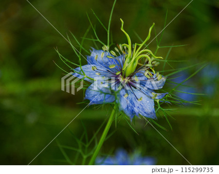 キンポウゲ科ニゲラの青い花 キンポウゲ科ニゲラの青い花 115299735