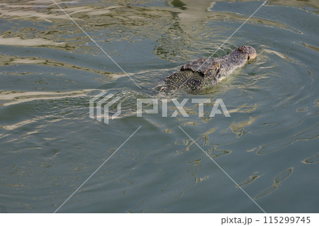 Close up salt crocodile is show head in river 115299745