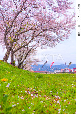 青空とたんぽぽと満開の桜、春風に泳ぐ鯉のぼり 青空とたんぽぽと満開の桜、春風に泳ぐ鯉のぼり 115299786