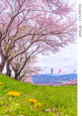 青空とたんぽぽと満開の桜、春風に泳ぐ鯉のぼり 115299791