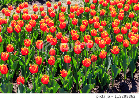 Large flowerbed of beautiful tulips in the park at spring 115299862