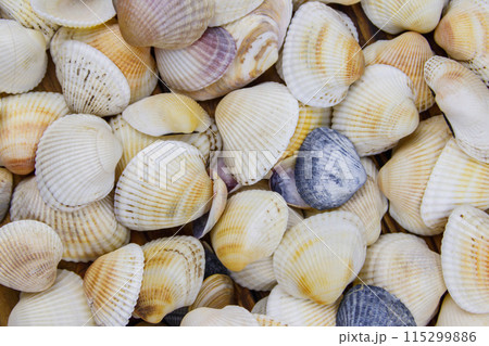 Background of the sea shells. Summer vacation concept Background of the sea shells. Summer vacation concept 115299886