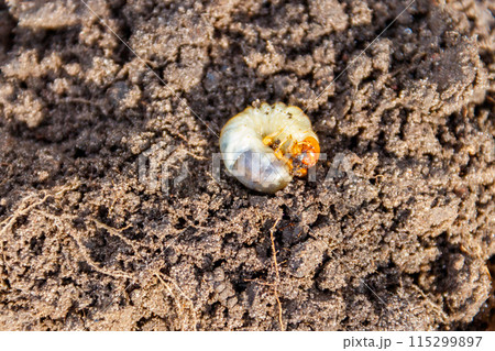 Larva of important pest of plant, grub of May beetle (Common Cockchafer, doodlebug or Maybug) in garden soil 115299897