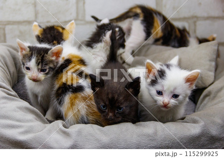Little kittens sitting in a cat bed Little kittens sitting in a cat bed 115299925