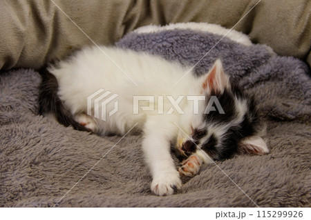 Cute little kitten sleeping in a grey cat bed Cute little kitten sleeping in a grey cat bed 115299926