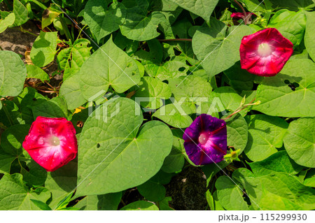 Beautiful morning glory flowers in the garden Beautiful morning glory flowers in the garden 115299930