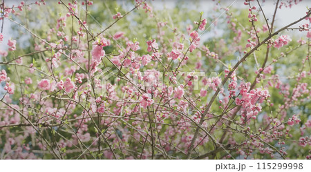 pink cherry blossom in spring pink cherry blossom in spring 115299998