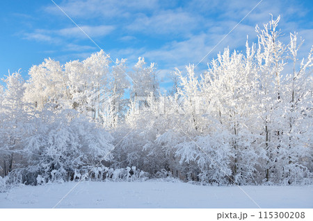 Idyllic winter scene in prairies - field cowered with white snow, row of trees with hoarfrost and a blue sky. Idyllic winter scene in prairies - field cowered with white snow, row of trees with hoarfrost and a blue sky. 115300208