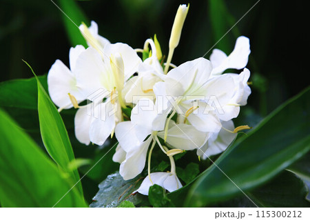 花 フラワー お花 115300212