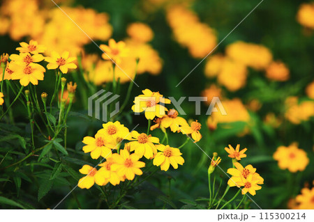 菊 キク 菊の花 115300214