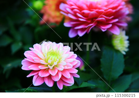 花 フラワー お花 115300215