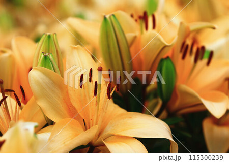 ゆり スカシユリ 透百合 115300239