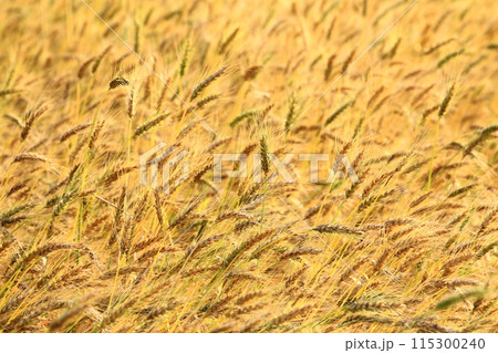 小麦 むぎ ムギ 115300240