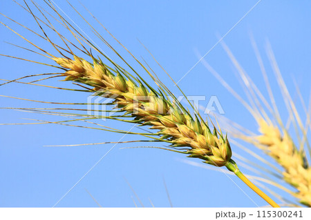 小麦 むぎ ムギ 115300241
