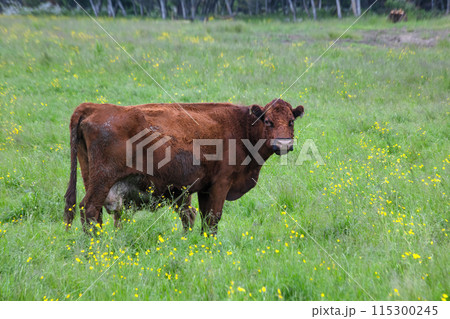 brown canadian cow in green field one dairy farm animal brown canadian cow in green field one dairy farm animal 115300245