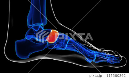 Medial view of navicular bone foot bones anatomy for medical Concept 3D rendering 115300262