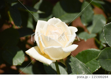 白い春のバラ 115300264