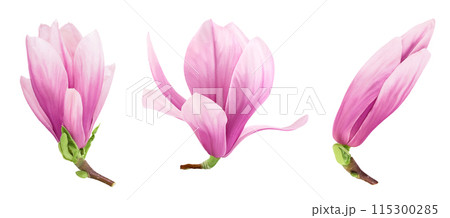 Pink magnolia flower isolated on white background with full depth of field. Top view. Flat lay Pink magnolia flower isolated on white background with full depth of field. Top view. Flat lay 115300285