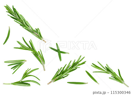 Rosemary twig and leaves isolated on white background. Top view with copy space for your text. Flat lay Rosemary twig and leaves isolated on white background. Top view with copy space for your text. Flat lay 115300346