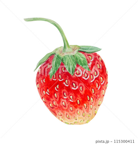Red strawberry hand drawn watercolor illustration. Delicious food art, fresh botanical realistic painting. Summer sweet berry clipart for restaurant, cafe menu, packaging of farm goods, vegan products Red strawberry hand drawn watercolor illustration. Delicious food art, fresh botanical realistic painting. Summer sweet berry clipart for restaurant, cafe menu, packaging of farm goods, vegan products 115300411