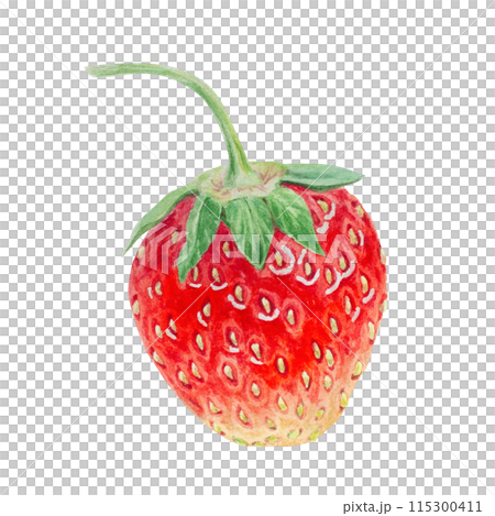 Red strawberry hand drawn watercolor illustration. Delicious food art, fresh botanical realistic painting. Summer sweet berry clipart for restaurant, cafe menu, packaging of farm goods, vegan products Red strawberry hand drawn watercolor illustration. Delicious food art, fresh botanical realistic painting. Summer sweet berry clipart for restaurant, cafe menu, packaging of farm goods, vegan products 115300411