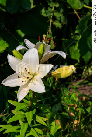 Oriental lily in flower bed in the garden Oriental lily in flower bed in the garden 115300455