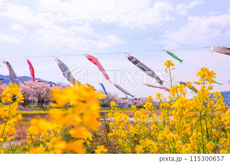 青空と菜の花と満開の桜、春風に泳ぐ鯉のぼり 115300657