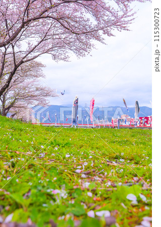 青空と桜の花びら、満開の桜、春風に泳ぐ鯉のぼり 青空と桜の花びら、満開の桜、春風に泳ぐ鯉のぼり 115300723