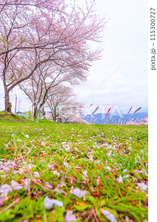 青空と桜の花びら、満開の桜、春風に泳ぐ鯉のぼり 115300727