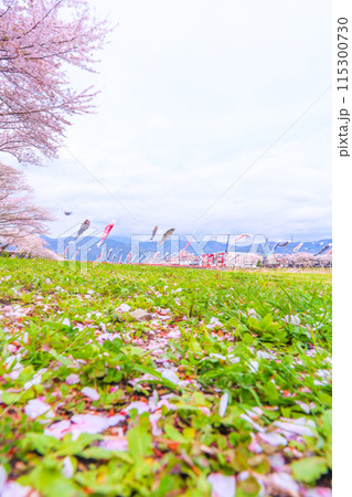 青空と桜の花びら、満開の桜、春風に泳ぐ鯉のぼり 115300730