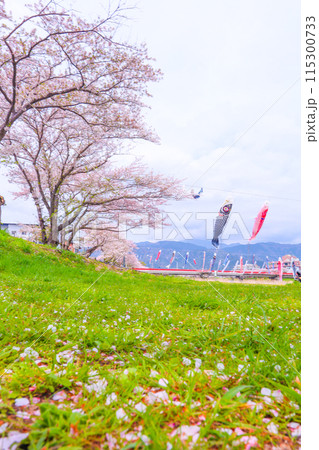 青空と桜の花びら、満開の桜、春風に泳ぐ鯉のぼり 115300733