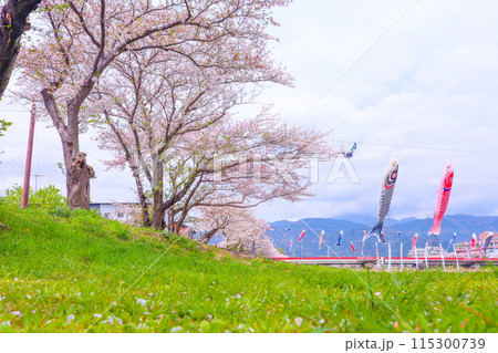 青空と桜の花びら、満開の桜、春風に泳ぐ鯉のぼり 115300739