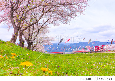 青空とたんぽぽと満開の桜、春風に泳ぐ鯉のぼり 青空とたんぽぽと満開の桜、春風に泳ぐ鯉のぼり 115300754