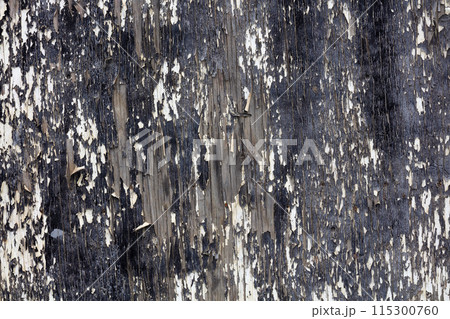 Old wooden wall with black and white peeling paint, heavily damaged by time. 115300760