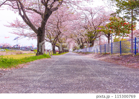 鯉のぼりとさくらの花びらが舞う桜並木 115300769