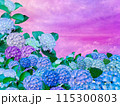 一面に咲く紫と青の紫陽花と夕日の風景 115300803