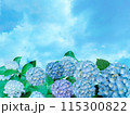 淡いブルーの紫陽花と青空 115300822